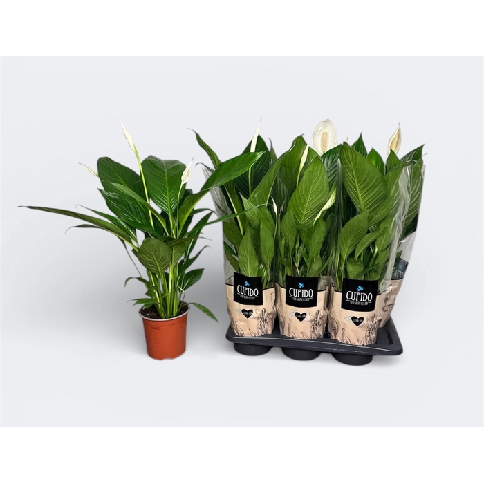 <h4>SPATH BINGO CUPIDO</h4>