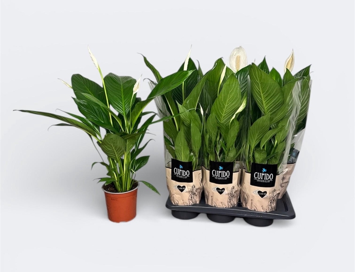 <h4>SPATH BINGO CUPIDO</h4>