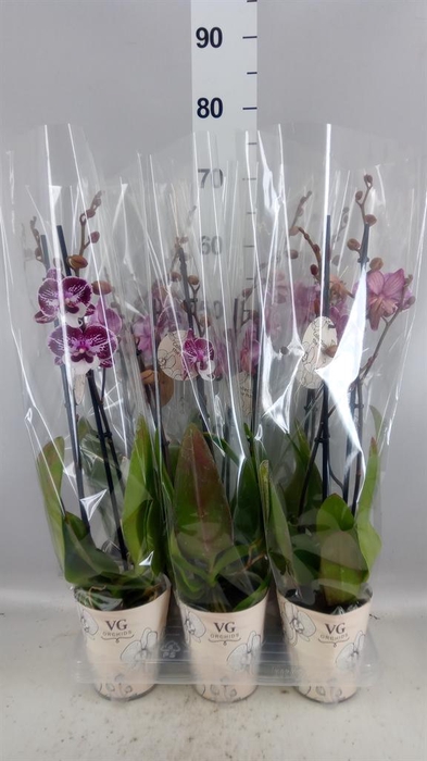 <h4>Phalaenopsis   ...</h4>