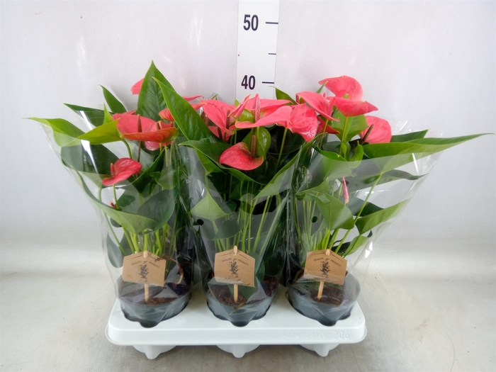 <h4>Anthurium andr. 'Sweet Dream'</h4>