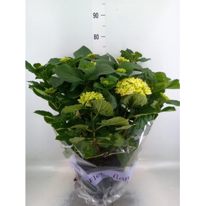 Hydrangea mac. 'Schneeball'