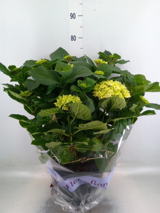 <h4>Hydrangea mac. 'Schneeball'</h4>