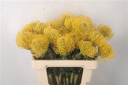 <h4>Leuco Superb Gold</h4>