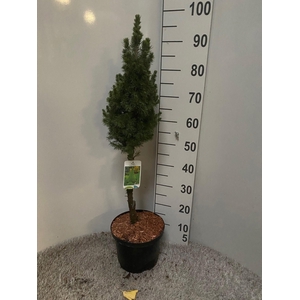 PICEA GL DECEMBER