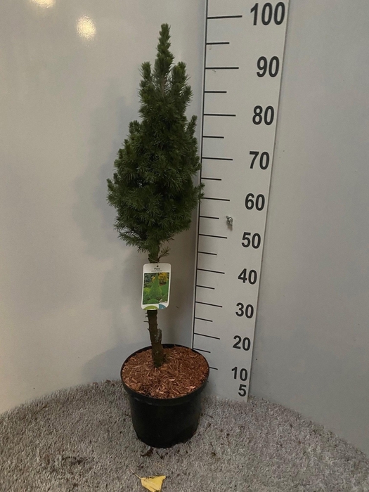 <h4>PICEA GL DECEMBER</h4>