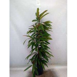 Ficus binn. 'Amstel King'