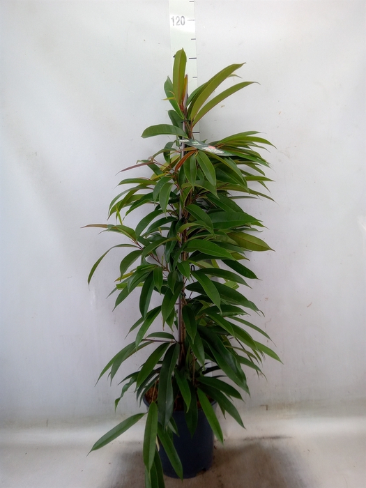 <h4>Ficus binn. 'Amstel King'</h4>