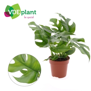 Monstera Minima