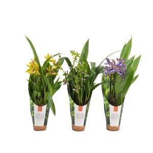 Inca Zygopetalum 3+ spike 9cm in luxury jungle cover