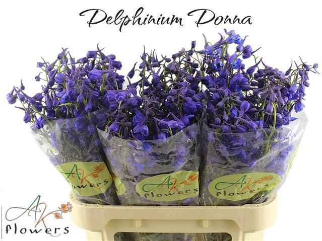 <h4>DELPH EN DONNA</h4>