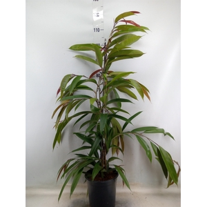 Ficus binn. 'Amstel King'