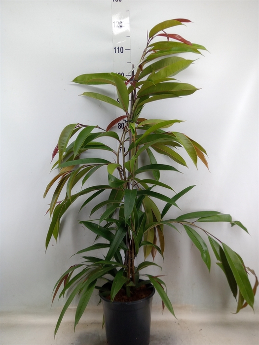 <h4>Ficus binn. 'Amstel King'</h4>