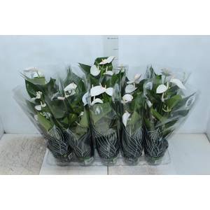 ANTHURIUM SUCCESS WHITE P12 BRANCO