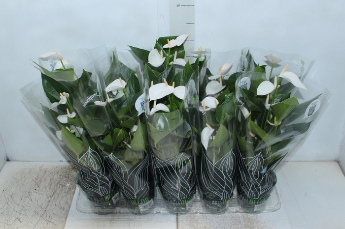 <h4>ANTHURIUM SUCCESS WHITE P12 BRANCO</h4>