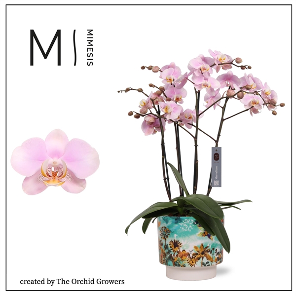 <h4>Mimesis Phal. Marvellous Light Pink - 50+ flowers 17cm in Camelia Fresia ceramic</h4>