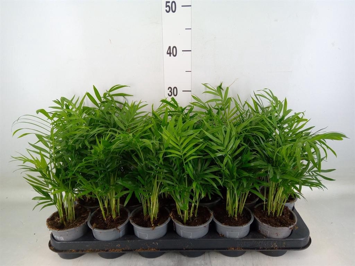 <h4>Chamaedorea elegans</h4>