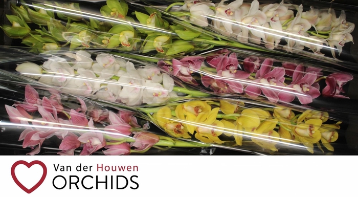 <h4>80 cm gemengd</h4>