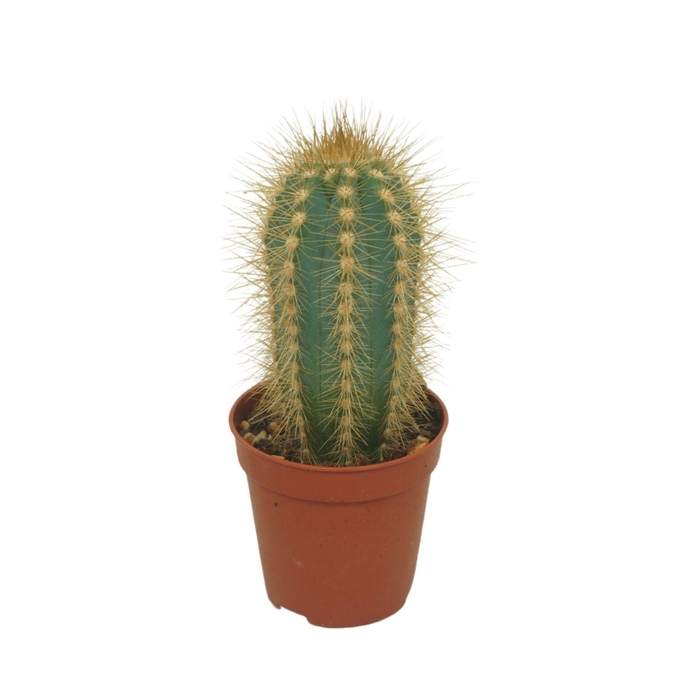 <h4>Cactus</h4>