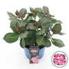 Hydrangea macrophylla overig