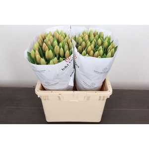Tulipa EN 'Marit'