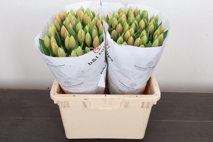 <h4>Tulipa EN 'Marit'</h4>