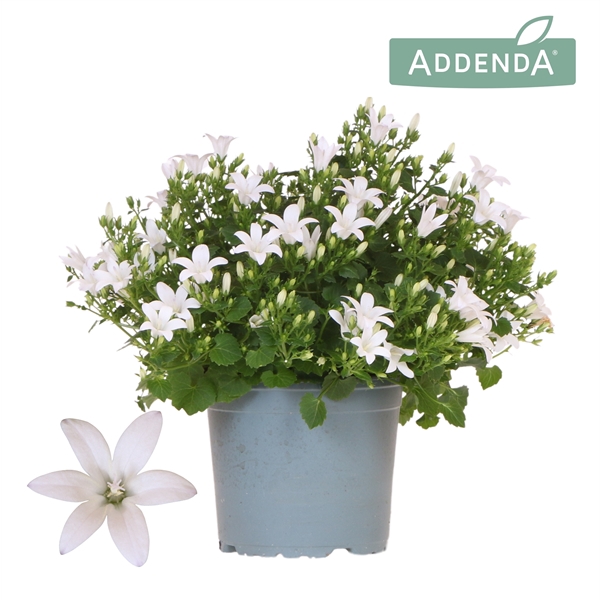 <h4>Campanula Addenda Ambella white</h4>