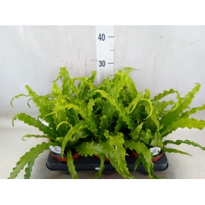 Asplenium antiquum 'Osaka'