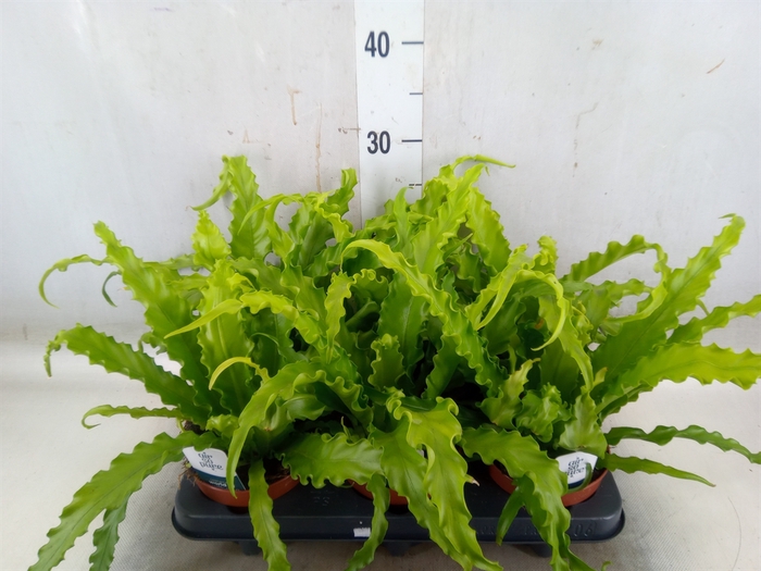 <h4>Asplenium antiquum 'Osaka'</h4>