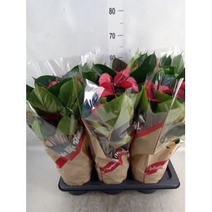 Anthurium  'Deco Red'