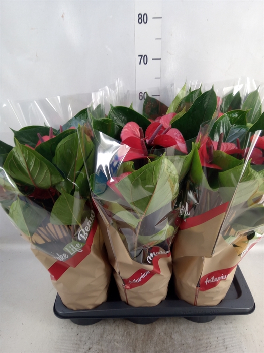 <h4>Anthurium  'Deco Red'</h4>