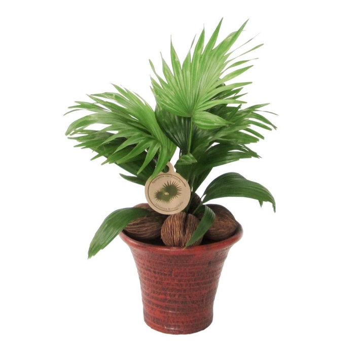 <h4>Livistona rotundifolia</h4>