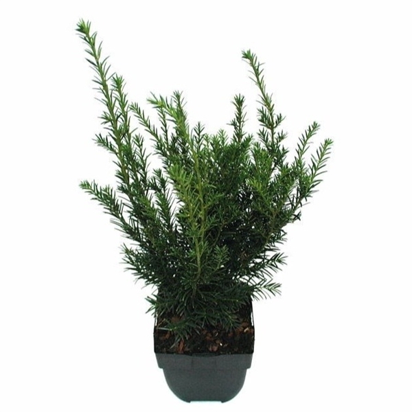 <h4>Taxus media 'Groenland' P17</h4>