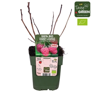 Rubus Low® Little Sweet Sister® Bio P13