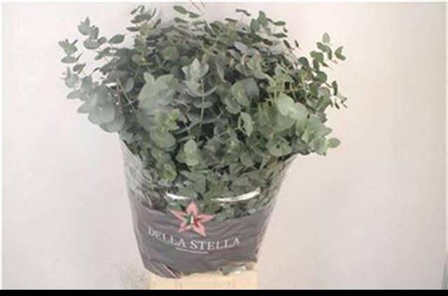 <h4>EUC CINEREA PER BOS</h4>