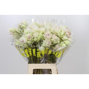 Blushing Bride 6/9 Flowers