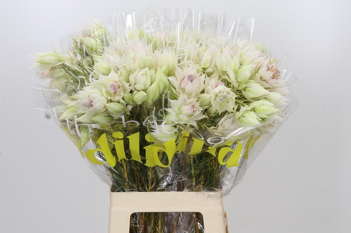 <h4>Blushing Bride 6/9 Flowers</h4>