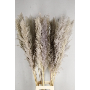 DF Pampas 120cm Natural