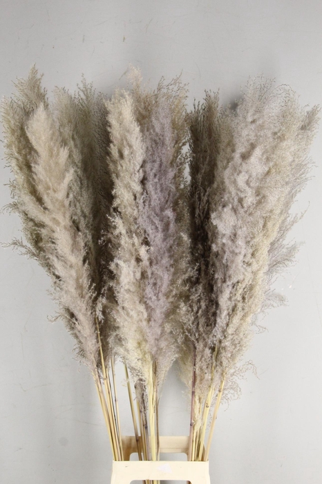 <h4>DF Pampas 120cm Natural</h4>