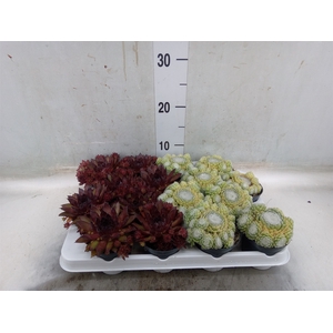 Sempervivum   ...