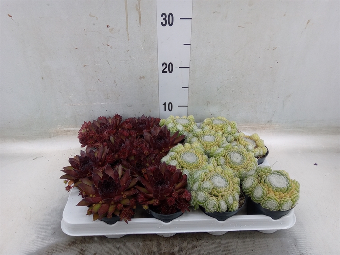 <h4>Sempervivum   ...</h4>