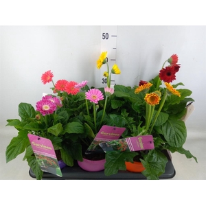 Gerbera  'Garvinea'   ...mix