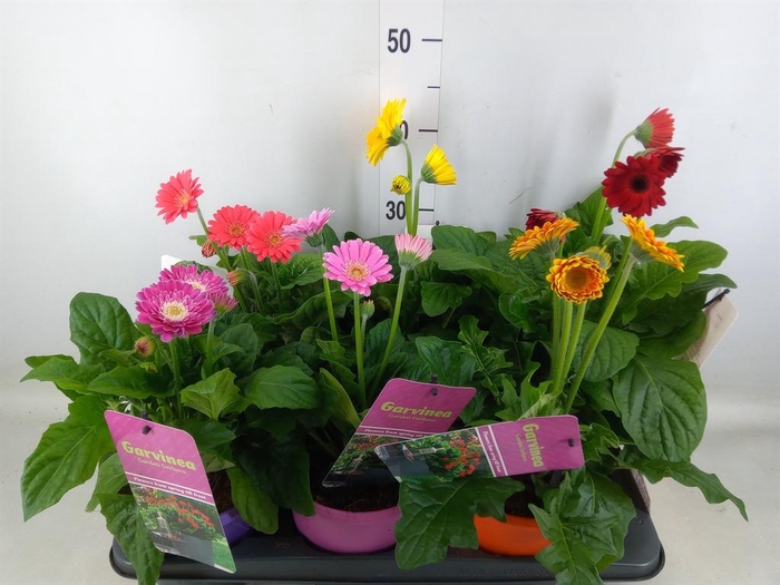 <h4>Gerbera  'Garvinea'   ...mix</h4>