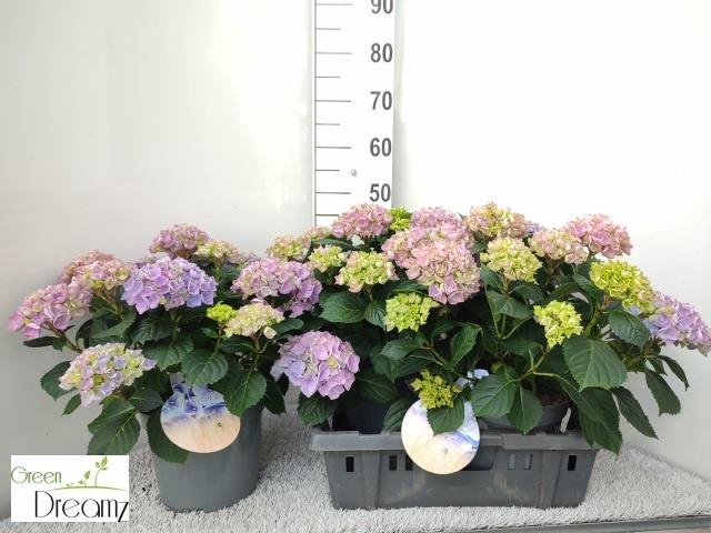 <h4>HYDR M HI RIVER</h4>