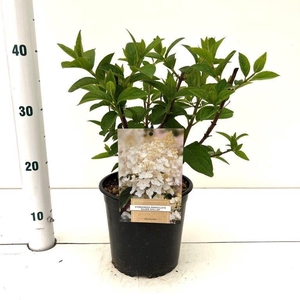 Hydrangea paniculata