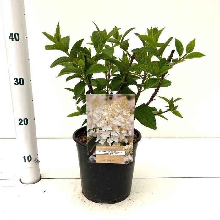 <h4>Hydrangea paniculata</h4>