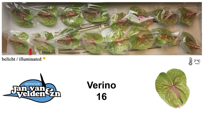 <h4>Anthurium Verino</h4>