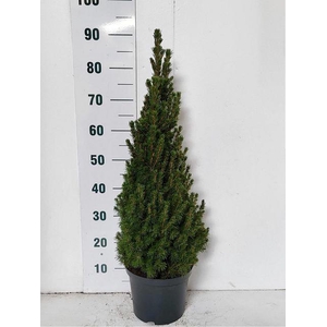 PICEA GL CONICA