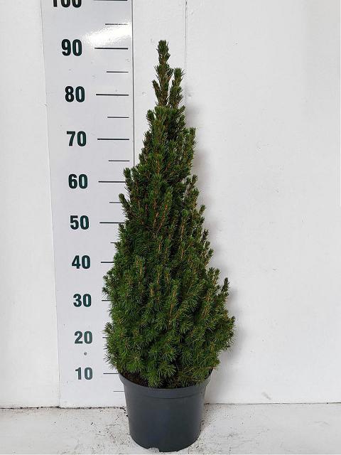 PICEA GL CONICA