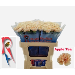 Dianthus st Apple Tea