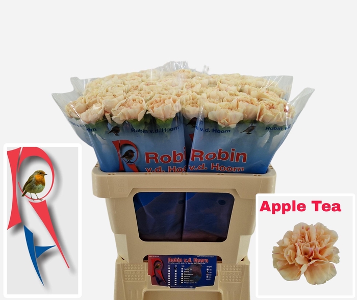 <h4>Dianthus st Apple Tea</h4>